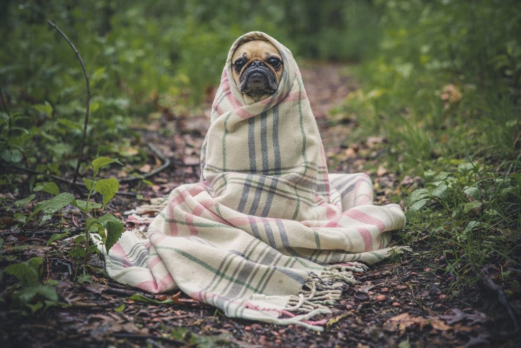 pug in a blanket